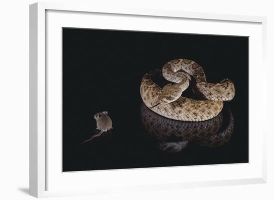 Western Diamondback Rattlesnake Looking at a Mouse-DLILLC-Framed Photographic Print