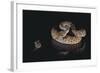 Western Diamondback Rattlesnake Looking at a Mouse-DLILLC-Framed Photographic Print