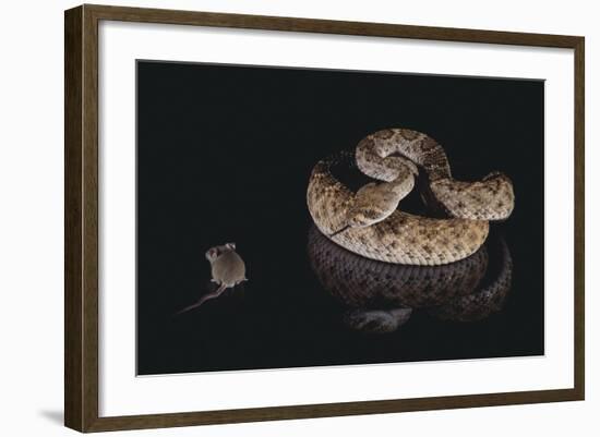 Western Diamondback Rattlesnake Looking at a Mouse-DLILLC-Framed Photographic Print