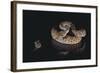 Western Diamondback Rattlesnake Looking at a Mouse-DLILLC-Framed Photographic Print