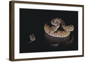 Western Diamondback Rattlesnake Looking at a Mouse-DLILLC-Framed Photographic Print