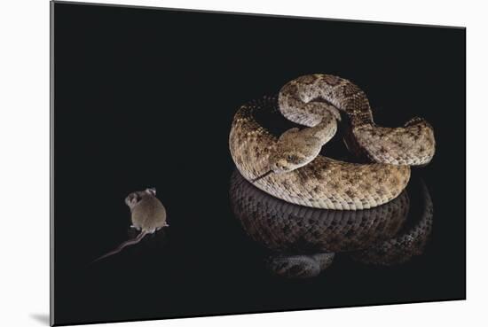 Western Diamondback Rattlesnake Looking at a Mouse-DLILLC-Mounted Photographic Print