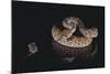 Western Diamondback Rattlesnake Looking at a Mouse-DLILLC-Mounted Photographic Print