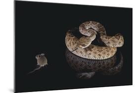 Western Diamondback Rattlesnake Looking at a Mouse-DLILLC-Mounted Photographic Print