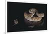 Western Diamondback Rattlesnake Looking at a Mouse-DLILLC-Framed Photographic Print