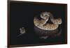Western Diamondback Rattlesnake Looking at a Mouse-DLILLC-Framed Photographic Print