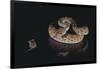 Western Diamondback Rattlesnake Looking at a Mouse-DLILLC-Framed Photographic Print