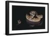 Western Diamondback Rattlesnake Looking at a Mouse-DLILLC-Framed Photographic Print