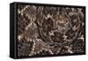 Western diamondback rattlesnake skin pattern detail, Texas-Karine Aigner-Framed Stretched Canvas