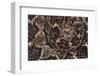 Western diamondback rattlesnake skin pattern detail, Texas-Karine Aigner-Framed Photographic Print