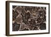 Western diamondback rattlesnake skin pattern detail, Texas-Karine Aigner-Framed Photographic Print