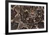 Western diamondback rattlesnake skin pattern detail, Texas-Karine Aigner-Framed Photographic Print