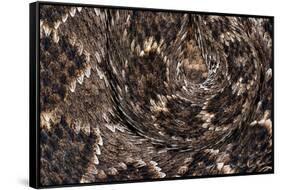 Western diamondback rattlesnake skin pattern detail, Texas-Karine Aigner-Framed Stretched Canvas