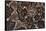 Western diamondback rattlesnake skin pattern detail, Texas-Karine Aigner-Framed Stretched Canvas