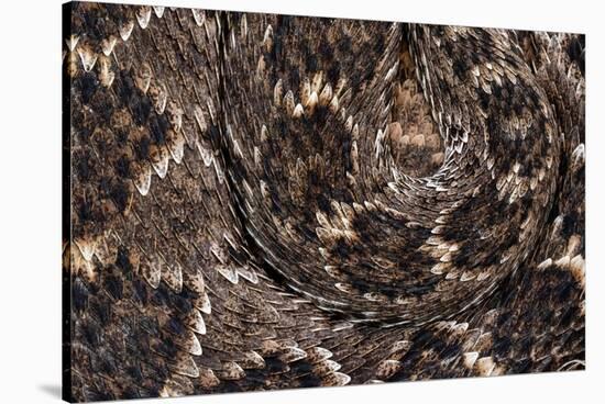 Western diamondback rattlesnake skin pattern detail, Texas-Karine Aigner-Stretched Canvas