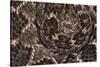 Western diamondback rattlesnake skin pattern detail, Texas-Karine Aigner-Stretched Canvas