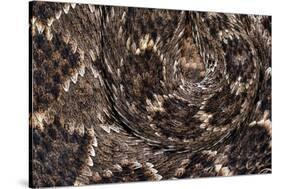 Western diamondback rattlesnake skin pattern detail, Texas-Karine Aigner-Stretched Canvas