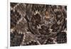 Western diamondback rattlesnake skin pattern detail, Texas-Karine Aigner-Framed Photographic Print