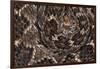 Western diamondback rattlesnake skin pattern detail, Texas-Karine Aigner-Framed Photographic Print