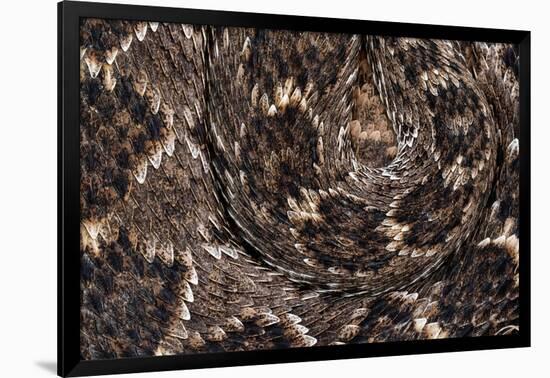 Western diamondback rattlesnake skin pattern detail, Texas-Karine Aigner-Framed Photographic Print