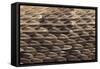 Western Diamondback Rattlesnake Skin-DLILLC-Framed Stretched Canvas