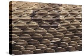 Western Diamondback Rattlesnake Skin-DLILLC-Stretched Canvas