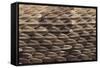 Western Diamondback Rattlesnake Skin-DLILLC-Framed Stretched Canvas