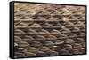 Western Diamondback Rattlesnake Skin-DLILLC-Framed Stretched Canvas