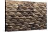 Western Diamondback Rattlesnake Skin-DLILLC-Stretched Canvas