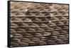 Western Diamondback Rattlesnake Skin-DLILLC-Framed Stretched Canvas
