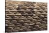 Western Diamondback Rattlesnake Skin-DLILLC-Stretched Canvas