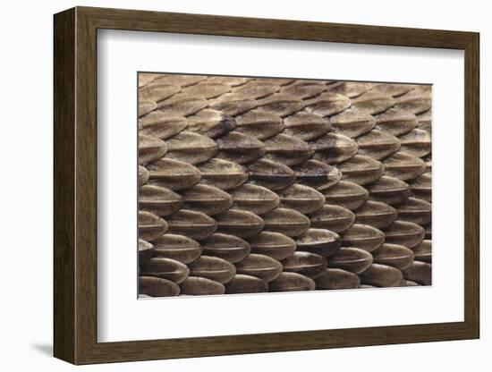 Western Diamondback Rattlesnake Skin-DLILLC-Framed Photographic Print