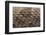 Western Diamondback Rattlesnake Skin-DLILLC-Framed Photographic Print