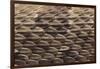 Western Diamondback Rattlesnake Skin-DLILLC-Framed Photographic Print