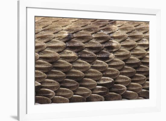 Western Diamondback Rattlesnake Skin-DLILLC-Framed Photographic Print