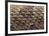 Western Diamondback Rattlesnake Skin-DLILLC-Framed Photographic Print