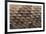 Western Diamondback Rattlesnake Skin-DLILLC-Framed Photographic Print