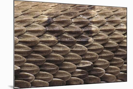 Western Diamondback Rattlesnake Skin-DLILLC-Mounted Photographic Print