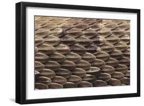 Western Diamondback Rattlesnake Skin-DLILLC-Framed Photographic Print