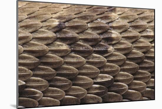 Western Diamondback Rattlesnake Skin-DLILLC-Mounted Photographic Print