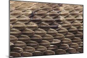 Western Diamondback Rattlesnake Skin-DLILLC-Mounted Photographic Print