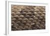 Western Diamondback Rattlesnake Skin-DLILLC-Framed Photographic Print