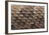 Western Diamondback Rattlesnake Skin-DLILLC-Framed Photographic Print