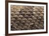 Western Diamondback Rattlesnake Skin-DLILLC-Framed Photographic Print