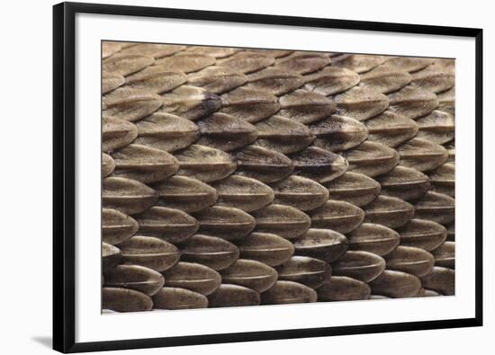 Western Diamondback Rattlesnake Skin-DLILLC-Framed Photographic Print