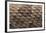 Western Diamondback Rattlesnake Skin-DLILLC-Framed Photographic Print