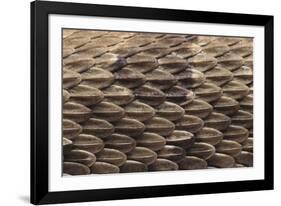 Western Diamondback Rattlesnake Skin-DLILLC-Framed Photographic Print