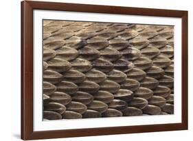 Western Diamondback Rattlesnake Skin-DLILLC-Framed Photographic Print