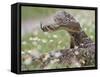 Western Diamondback Rattlesnake, Texas, USA-Larry Ditto-Framed Stretched Canvas