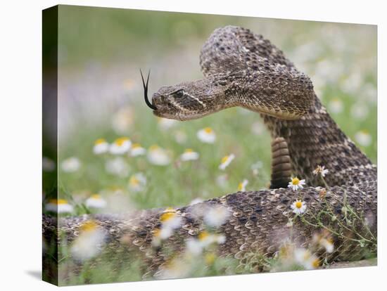 Western Diamondback Rattlesnake, Texas, USA-Larry Ditto-Stretched Canvas